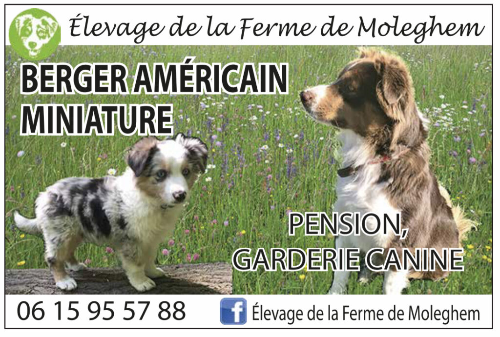 BERGER AMERICAIN MINIATURE