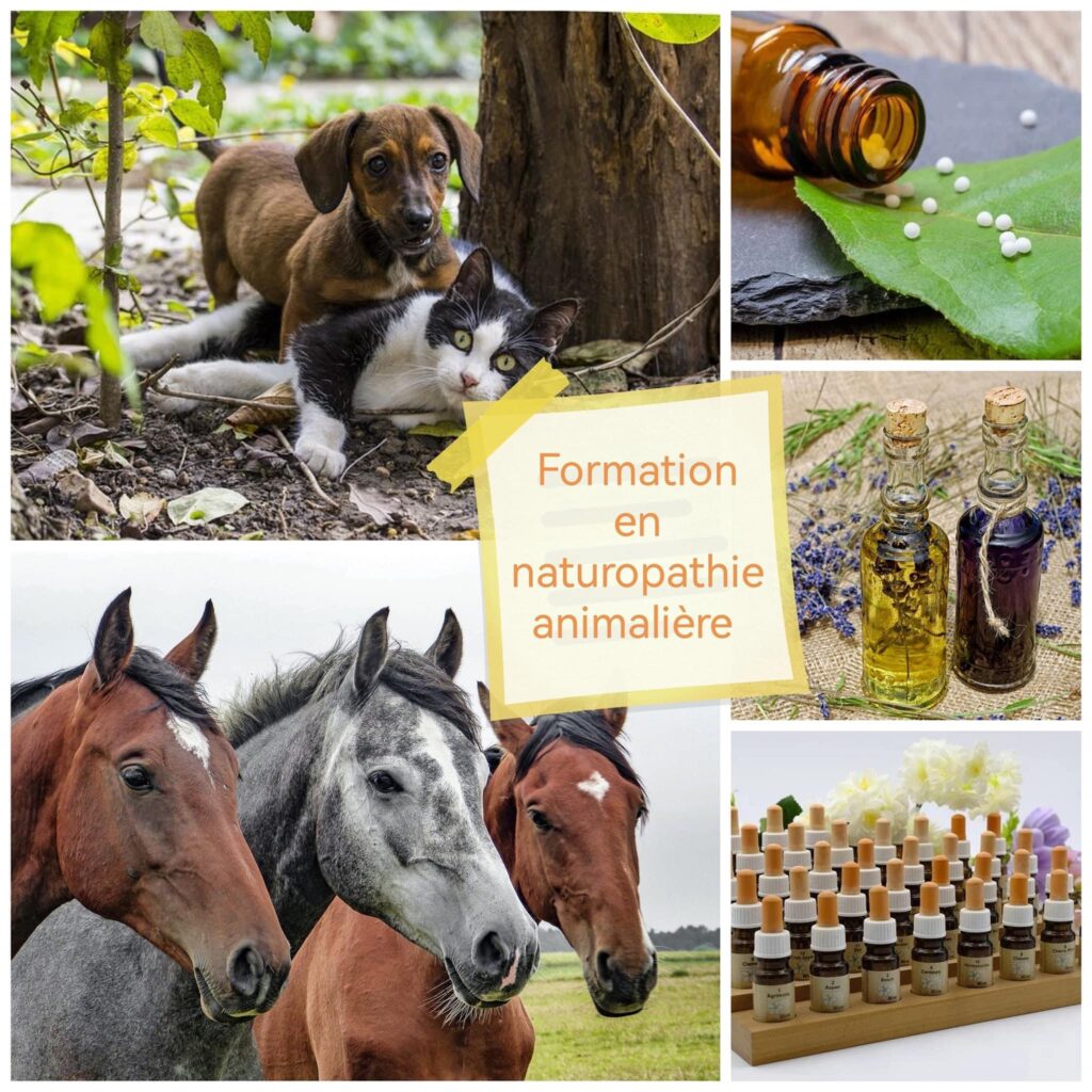 formation en naturopathie animalière