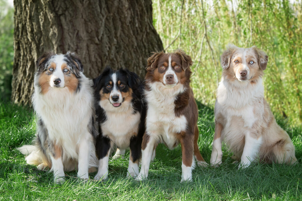 MES CHIENS A L'ELEVAGE